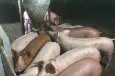 Giá Heo (lợn) Hơi Hôm Nay 14/1